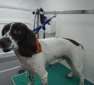 Mobile Dog Grooming West Midlands